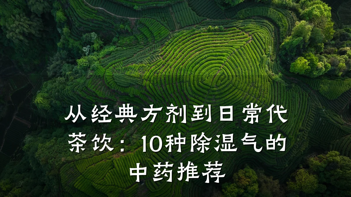 从经典方剂到日常代茶饮:10种除湿气的中药推荐