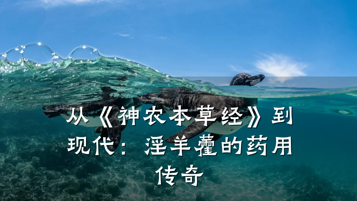 从《神农本草经》到现代:淫羊藿的药用传奇