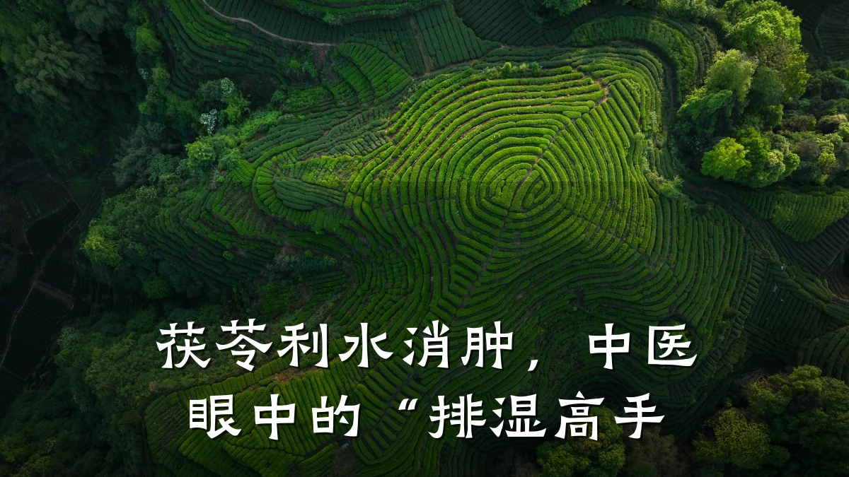 茯苓利水消肿,中医眼中的“排湿高手
