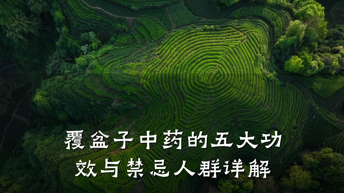 覆盆子中药的五大功效与禁忌人群详解