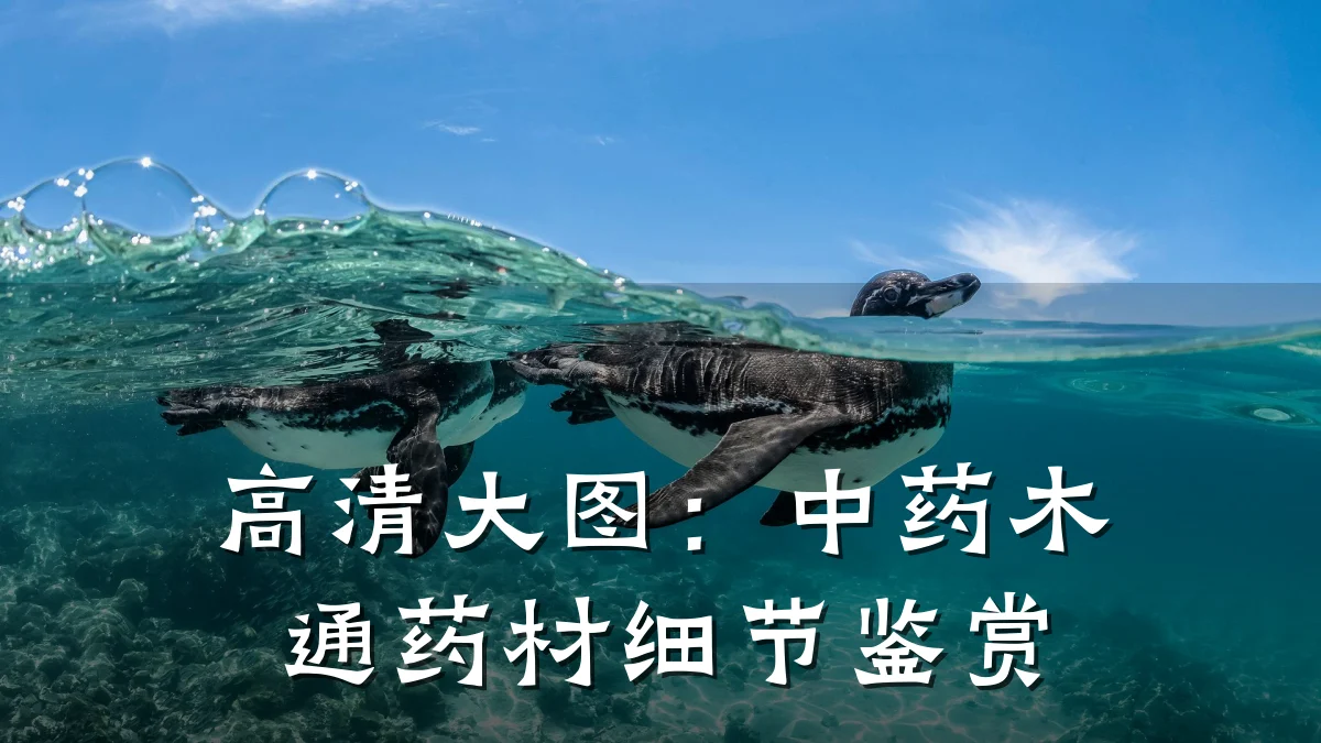 高清大图：中药木通药材细节鉴赏