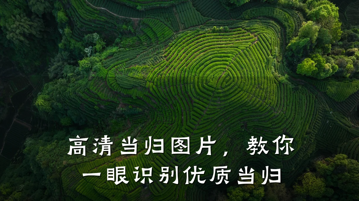 高清当归图片，教你一眼识别优质当归