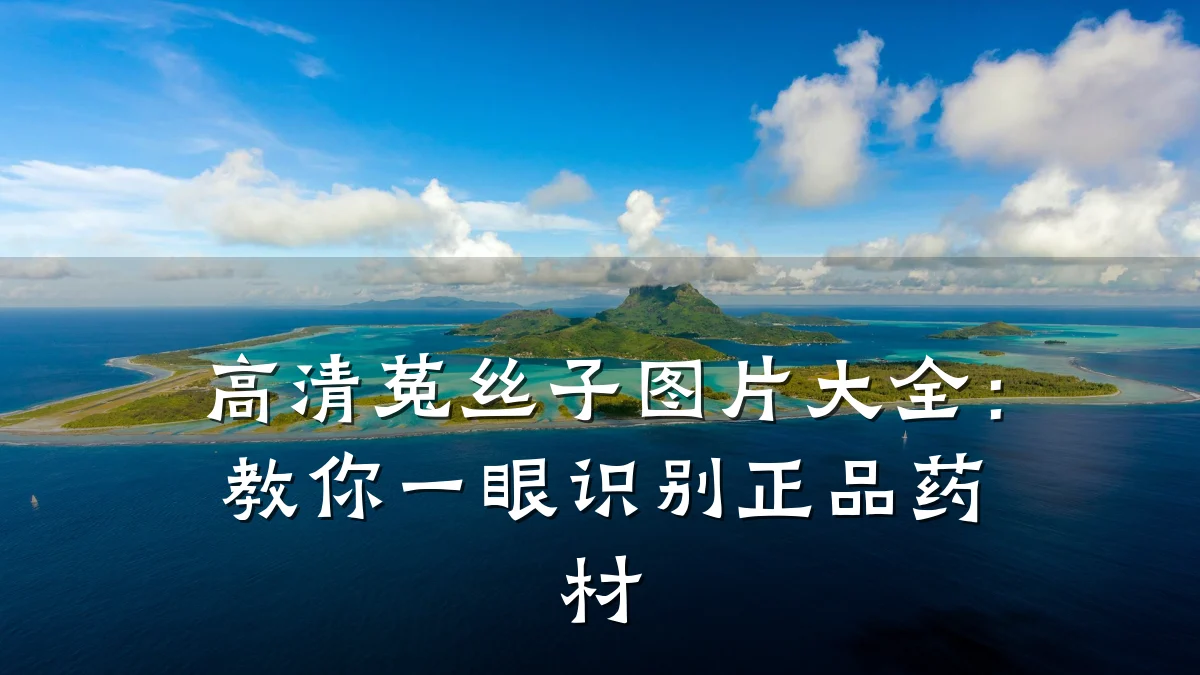 高清菟丝子图片大全:教你一眼识别正品药材