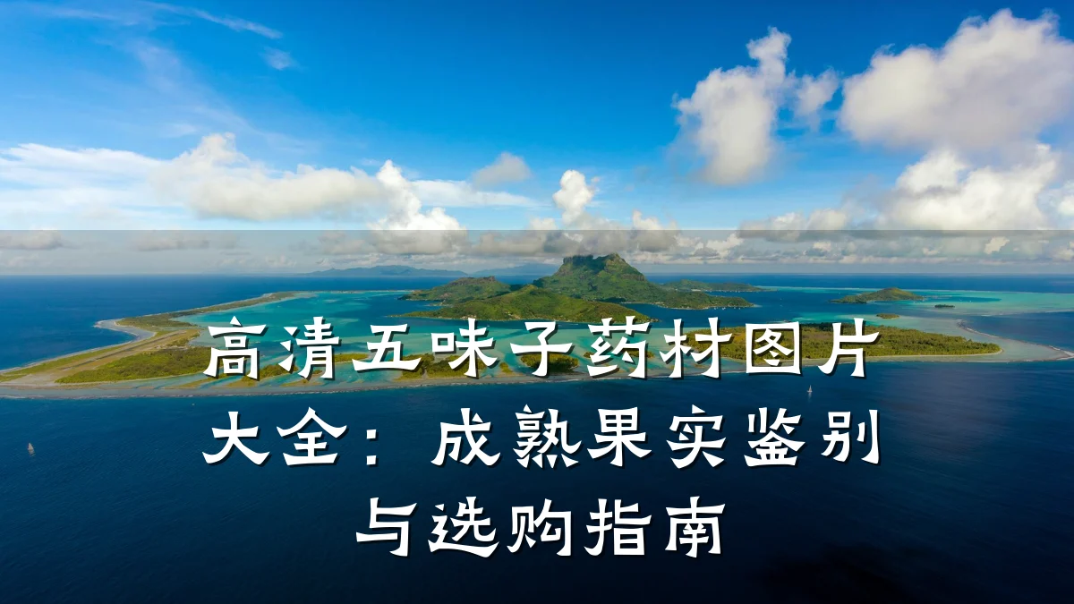 高清五味子药材图片大全:成熟果实鉴别与选购指南