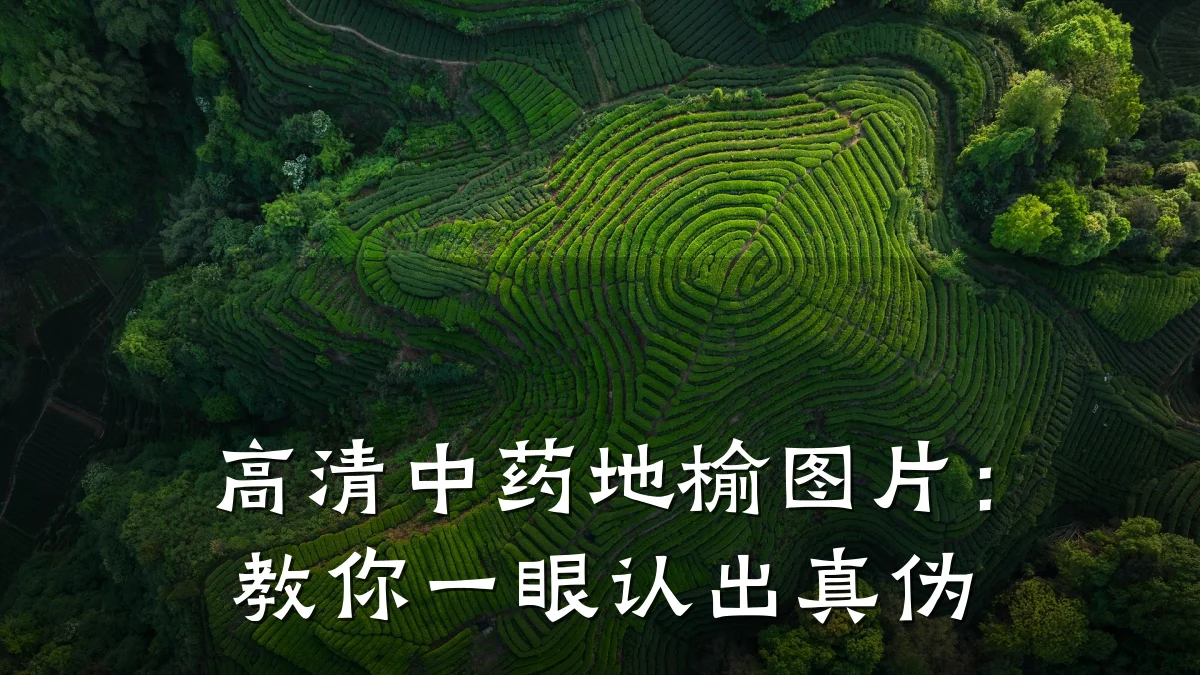 高清中药地榆图片:教你一眼认出真伪