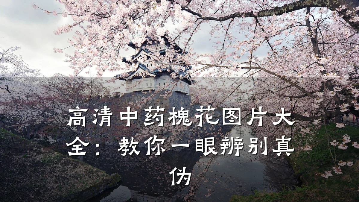 高清中药槐花图片大全:教你一眼辨别真伪