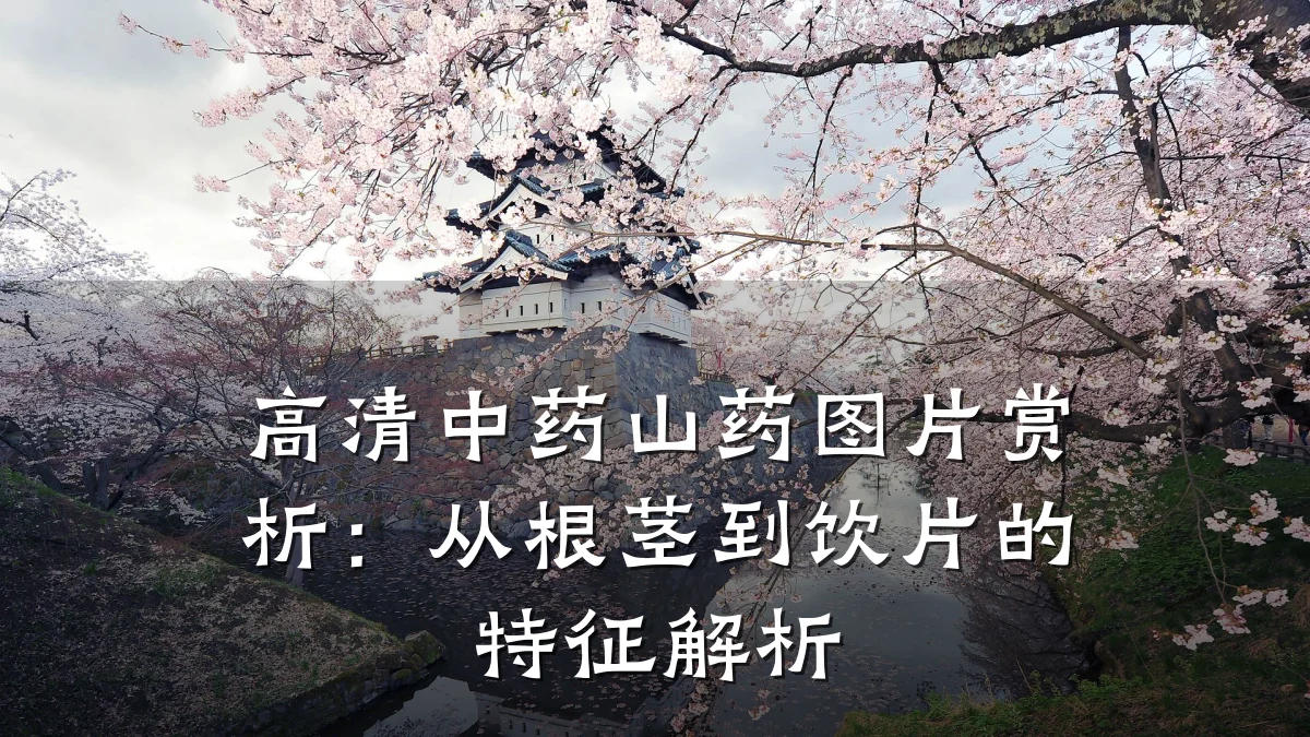 高清中药山药图片赏析:从根茎到饮片的特征解析