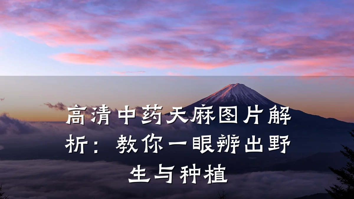 高清中药天麻图片解析：教你一眼辨出野生与种植