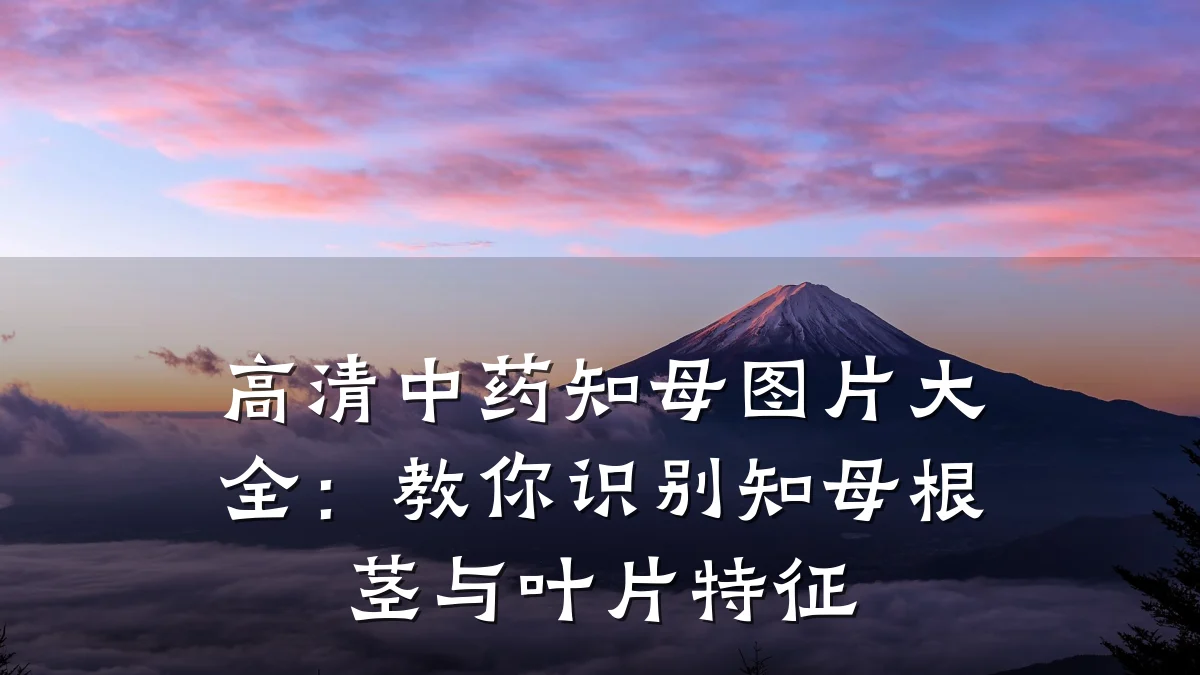 高清中药知母图片大全:教你识别知母根茎与叶片特征