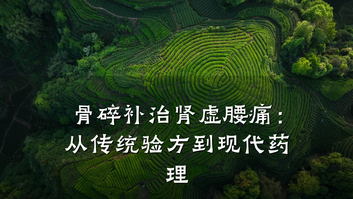骨碎补治肾虚腰痛:从传统验方到现代药理