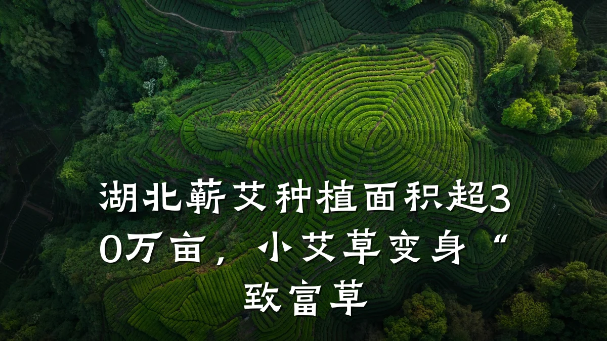 湖北蕲艾种植面积超30万亩,小艾草变身“致富草