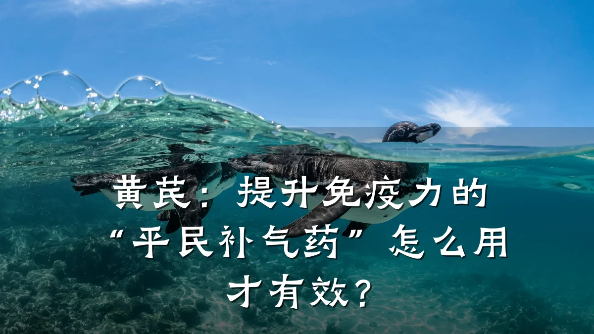 黄芪：提升免疫力的“平民补气药”怎么用才有效？