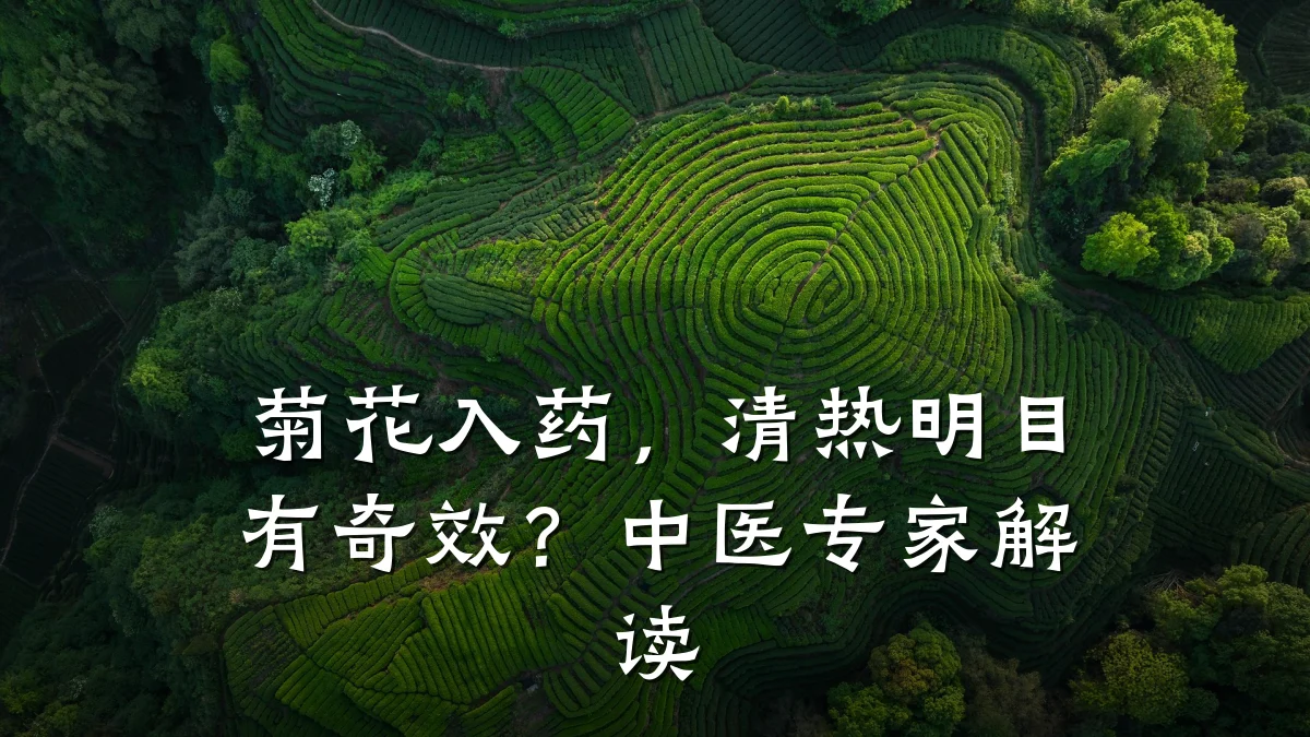 菊花入药,清热明目有奇效?中医专家解读