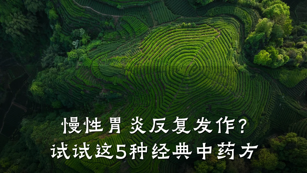 慢性胃炎反复发作?试试这5种经典中药方