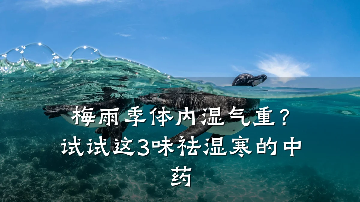 梅雨季体内湿气重？试试这3味祛湿寒的中药
