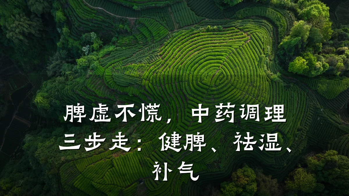 脾虚不慌,中药调理三步走:健脾、祛湿、补气