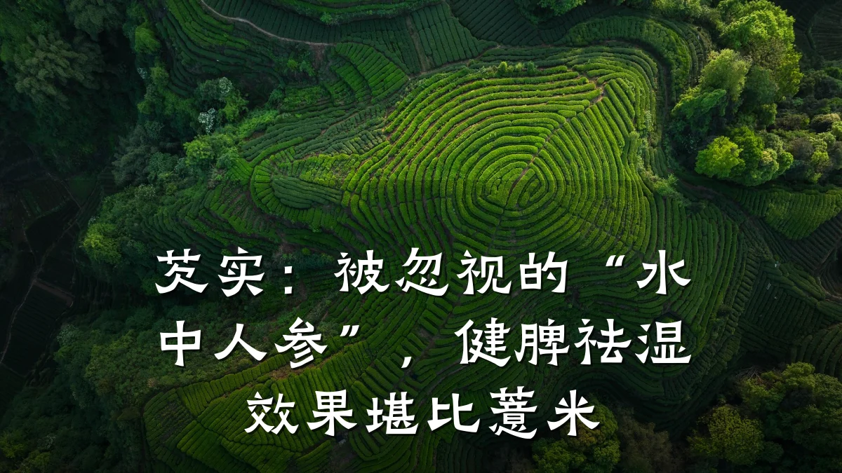 芡实:被忽视的“水中人参”,健脾祛湿效果堪比薏米