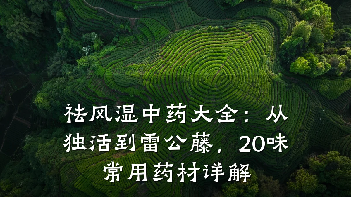 祛风湿中药大全:从独活到雷公藤,20味常用药材详解