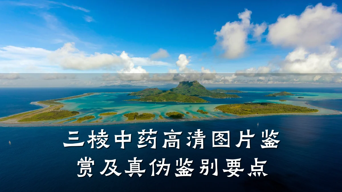 三棱中药高清图片鉴赏及真伪鉴别要点