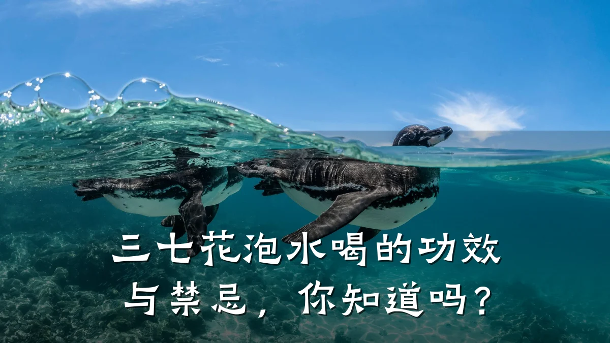 三七花泡水喝的功效与禁忌,你知道吗?