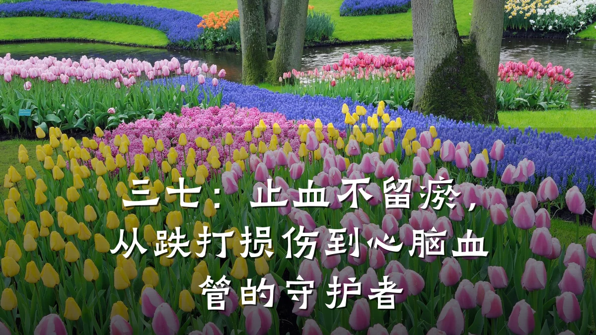 三七：止血不留瘀，从跌打损伤到心脑血管的守护者