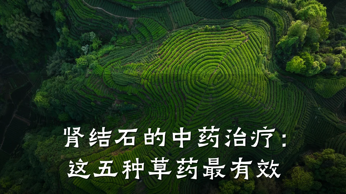 肾结石的中药治疗:这五种草药最有效