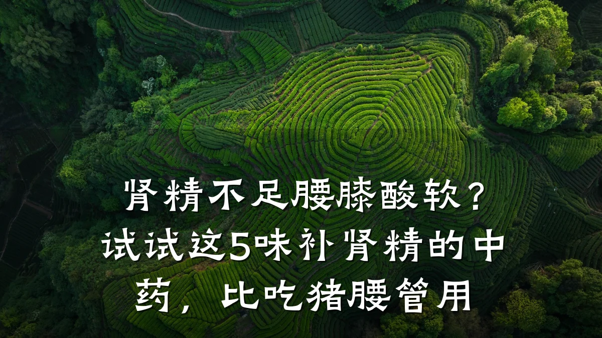 肾精不足腰膝酸软?试试这5味补肾精的中药,比吃猪腰管用