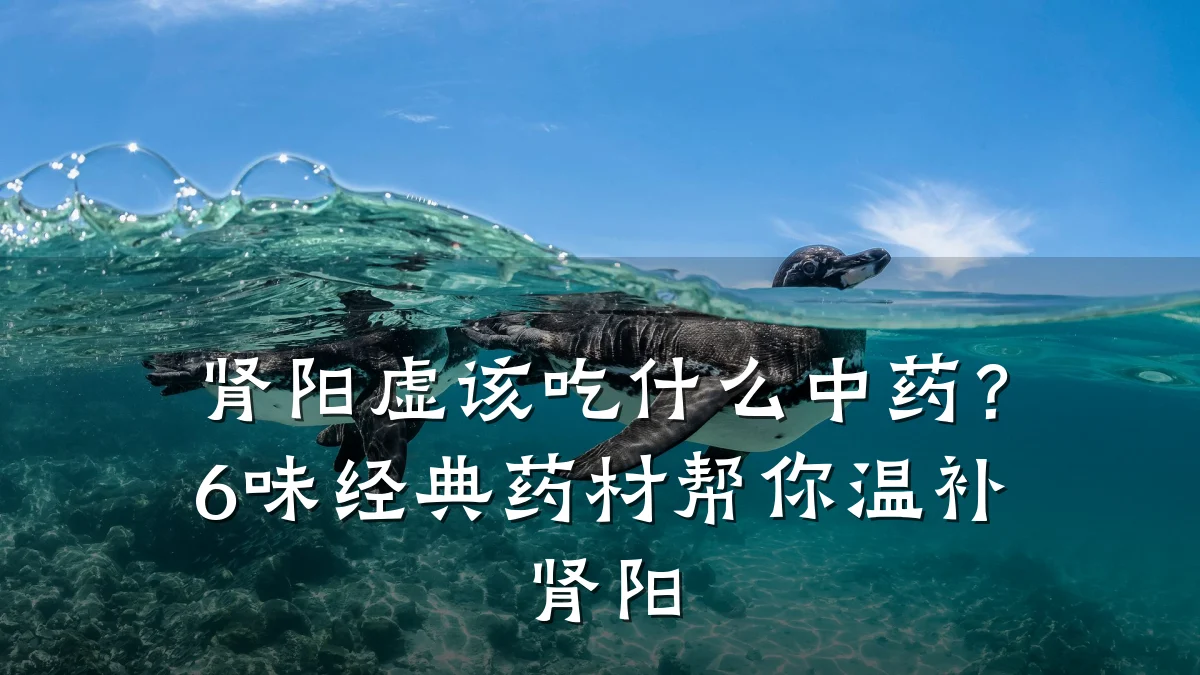肾阳虚该吃什么中药?6味经典药材帮你温补肾阳