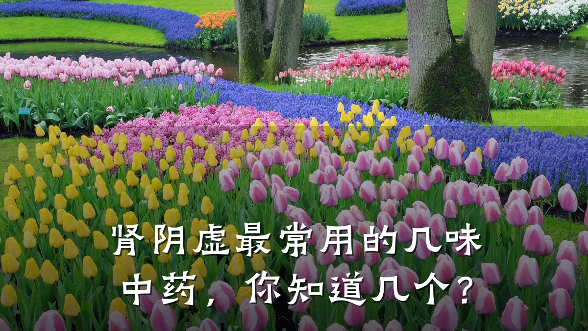 肾阴虚最常用的几味中药,你知道几个?