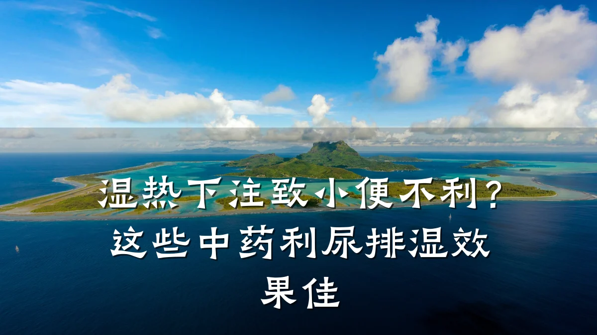 湿热下注致小便不利?这些中药利尿排湿效果佳