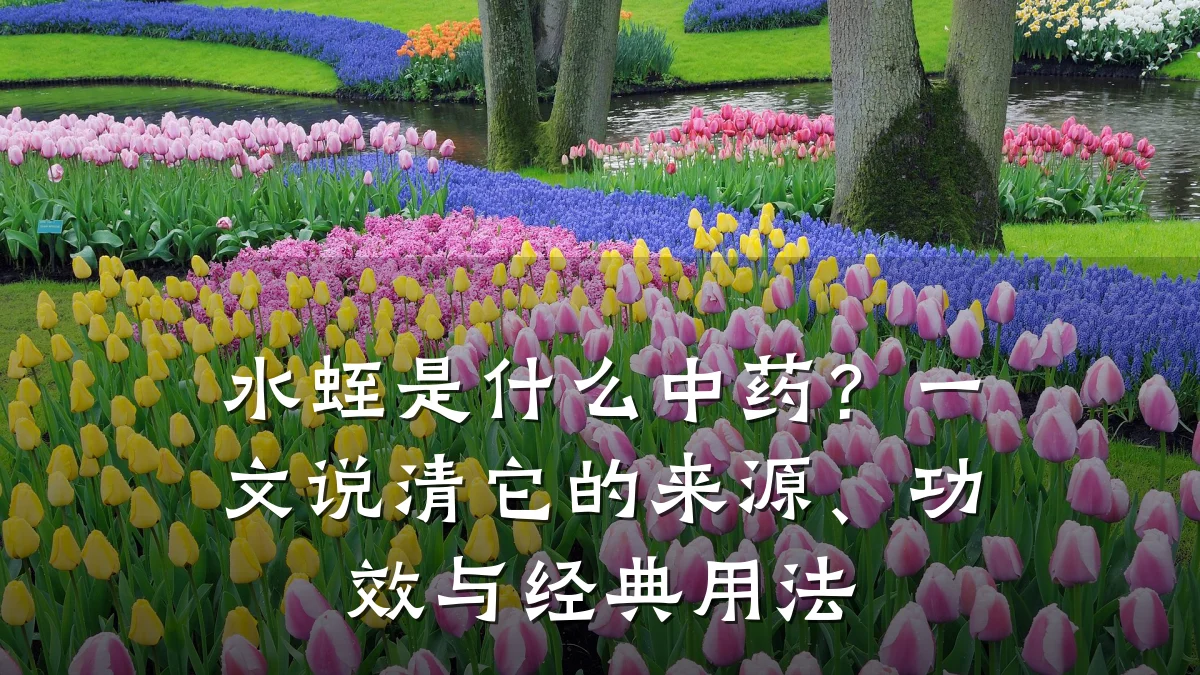 水蛭是什么中药？一文说清它的来源、功效与经典用法