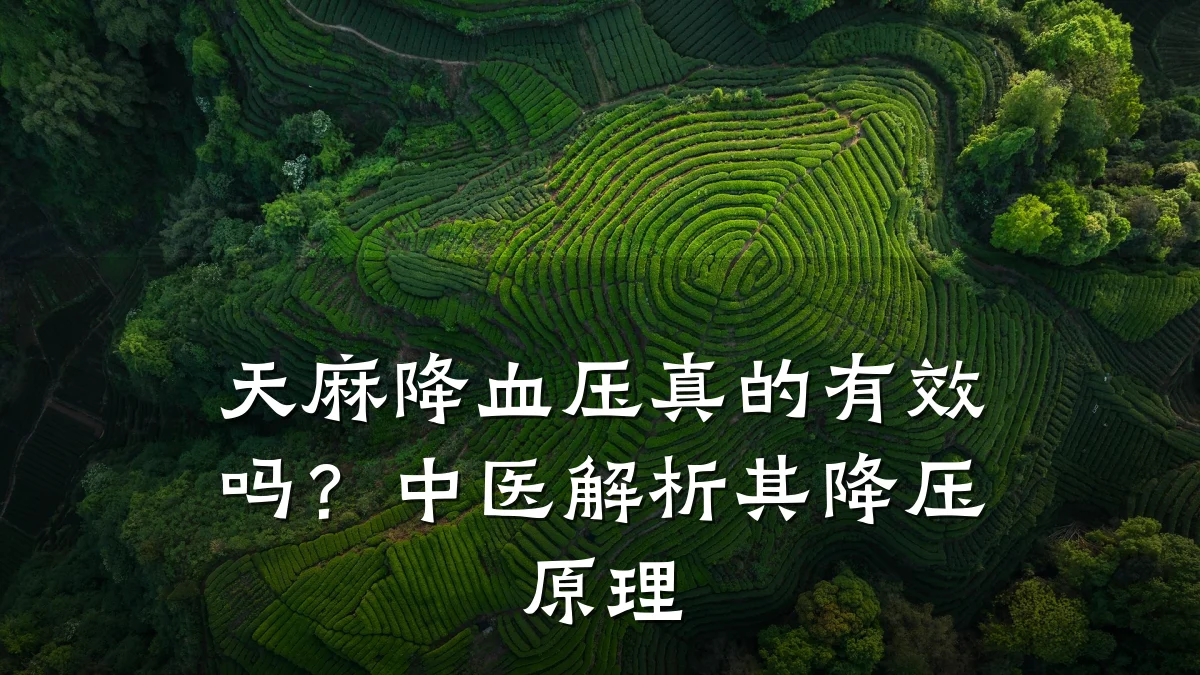 天麻降血压真的有效吗?中医解析其降压原理