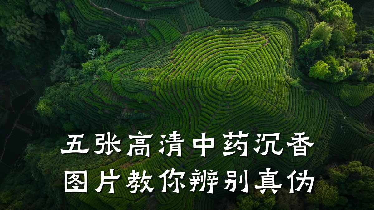 五张高清中药沉香图片教你辨别真伪