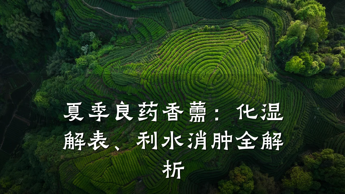 夏季良药香薷:化湿解表、利水消肿全解析