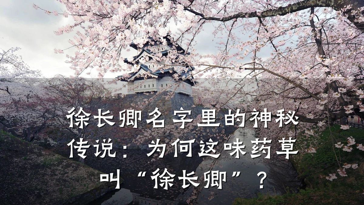 徐长卿名字里的神秘传说:为何这味药草叫“徐长卿”?