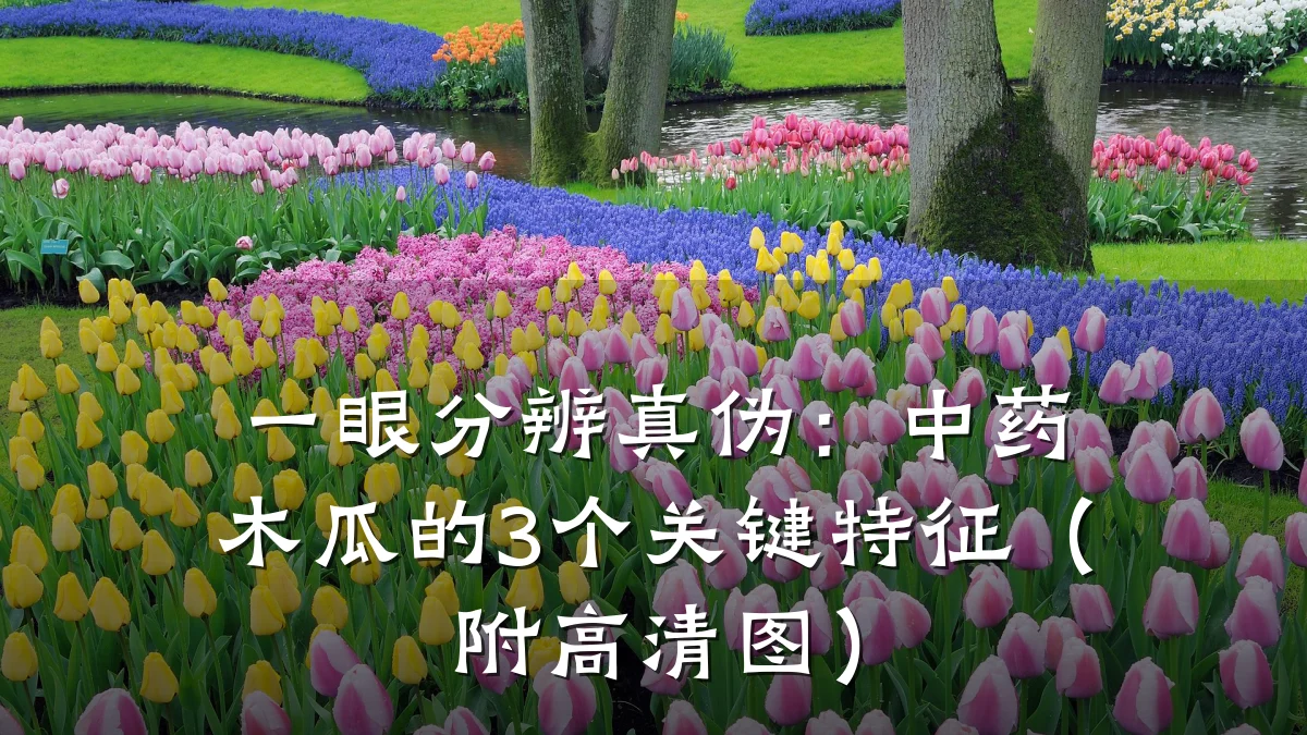 一眼分辨真伪:中药木瓜的3个关键特征(附高清图)