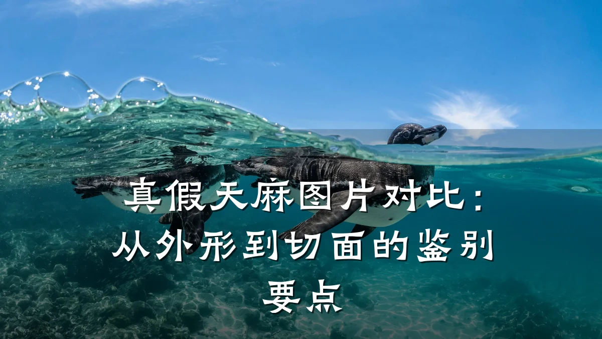 真假天麻图片对比:从外形到切面的鉴别要点