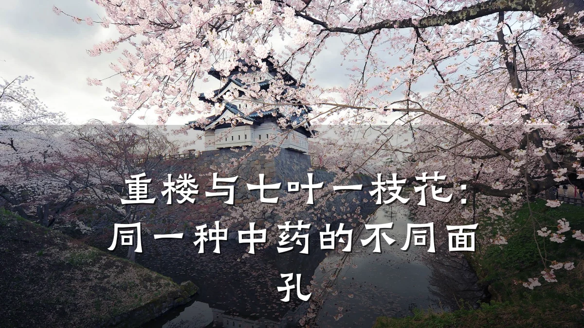 重楼与七叶一枝花:同一种中药的不同面孔