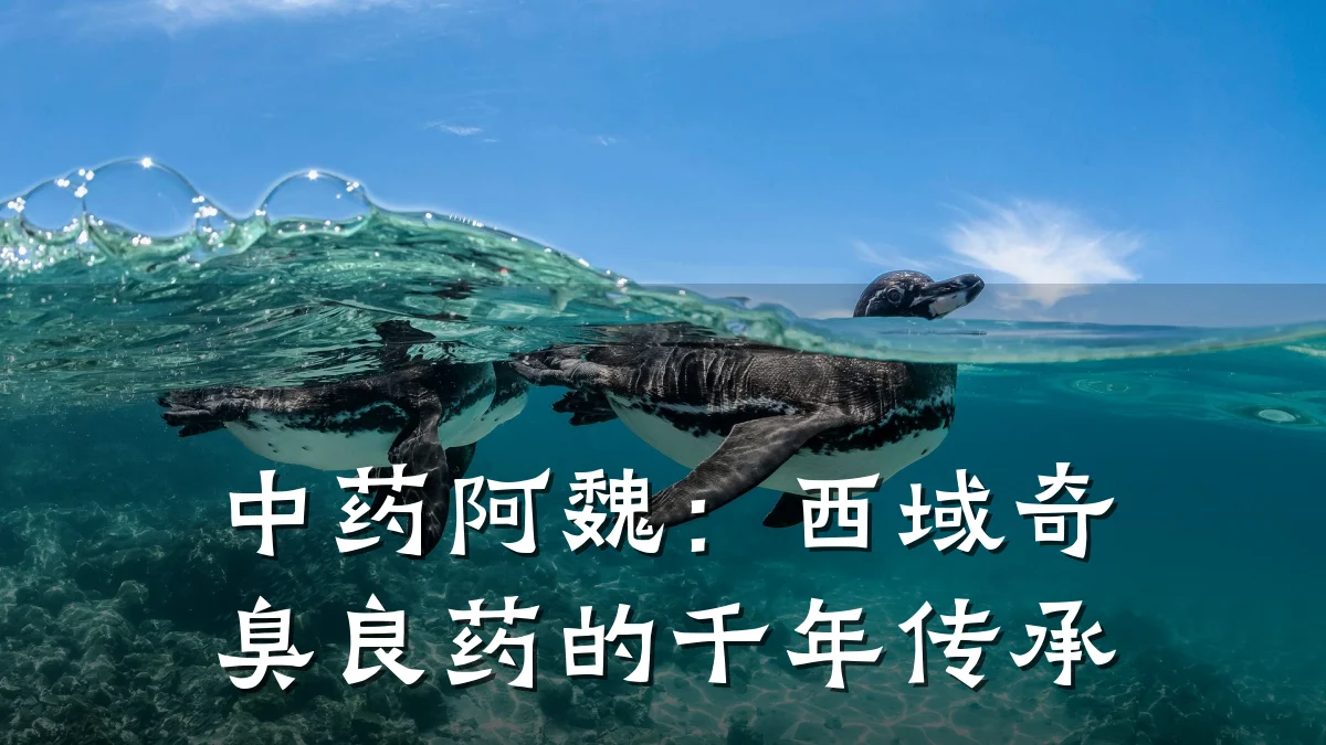 中药阿魏:西域奇臭良药的千年传承