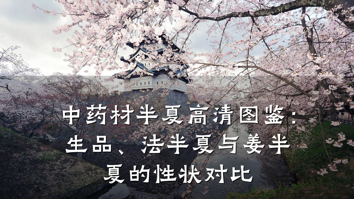 中药材半夏高清图鉴:生品、法半夏与姜半夏的性状对比