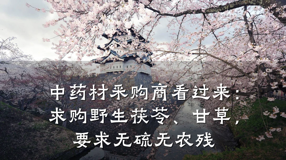 中药材采购商看过来:求购野生茯苓、甘草,要求无硫无农残