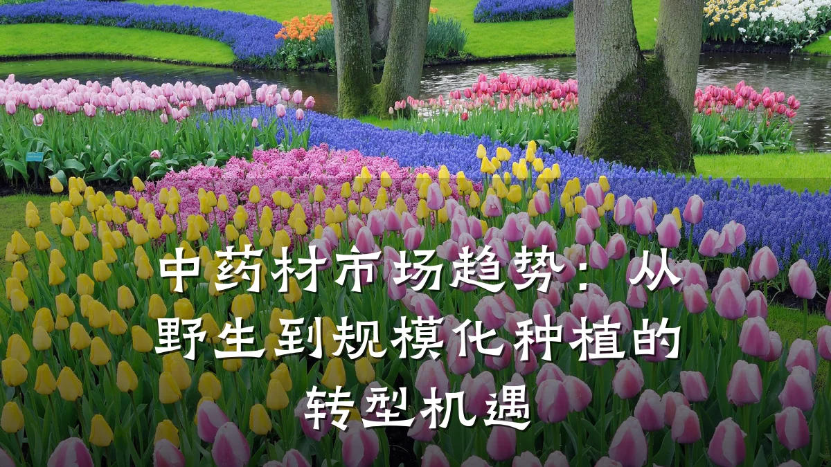 中药材市场趋势：从野生到规模化种植的转型机遇