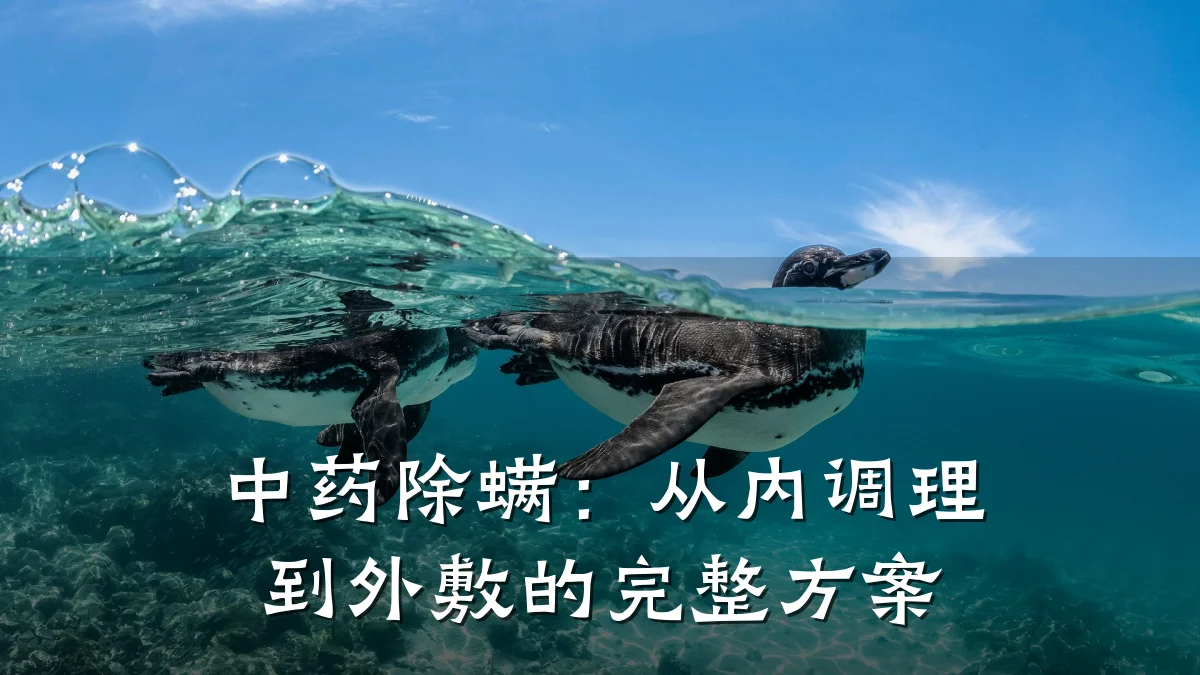 中药除螨:从内调理到外敷的完整方案