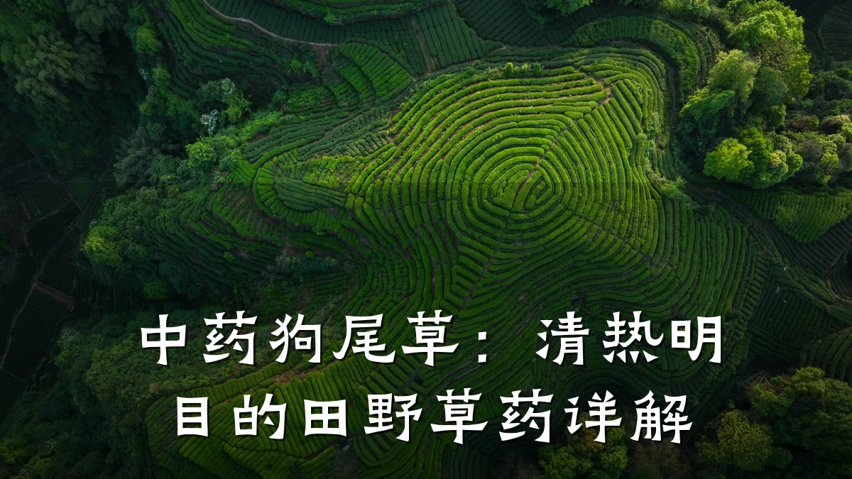 中药狗尾草:清热明目的田野草药详解