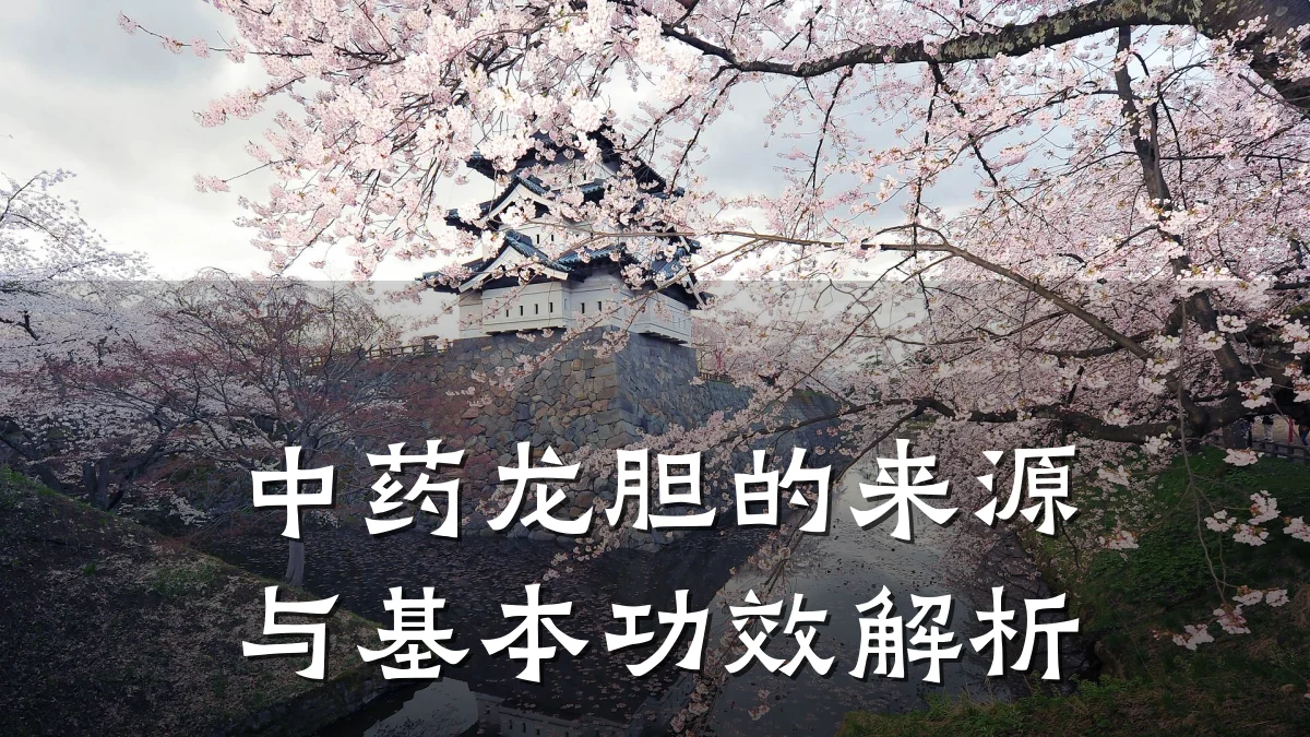 中药龙胆的来源与基本功效解析