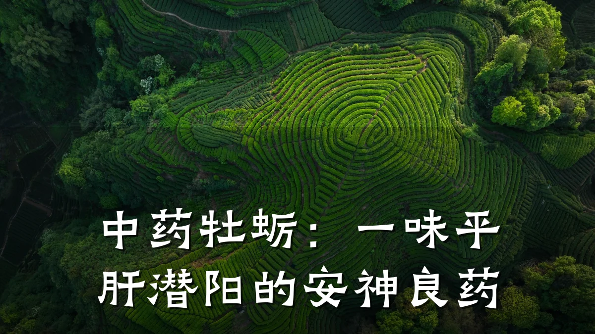 中药牡蛎：一味平肝潜阳的安神良药