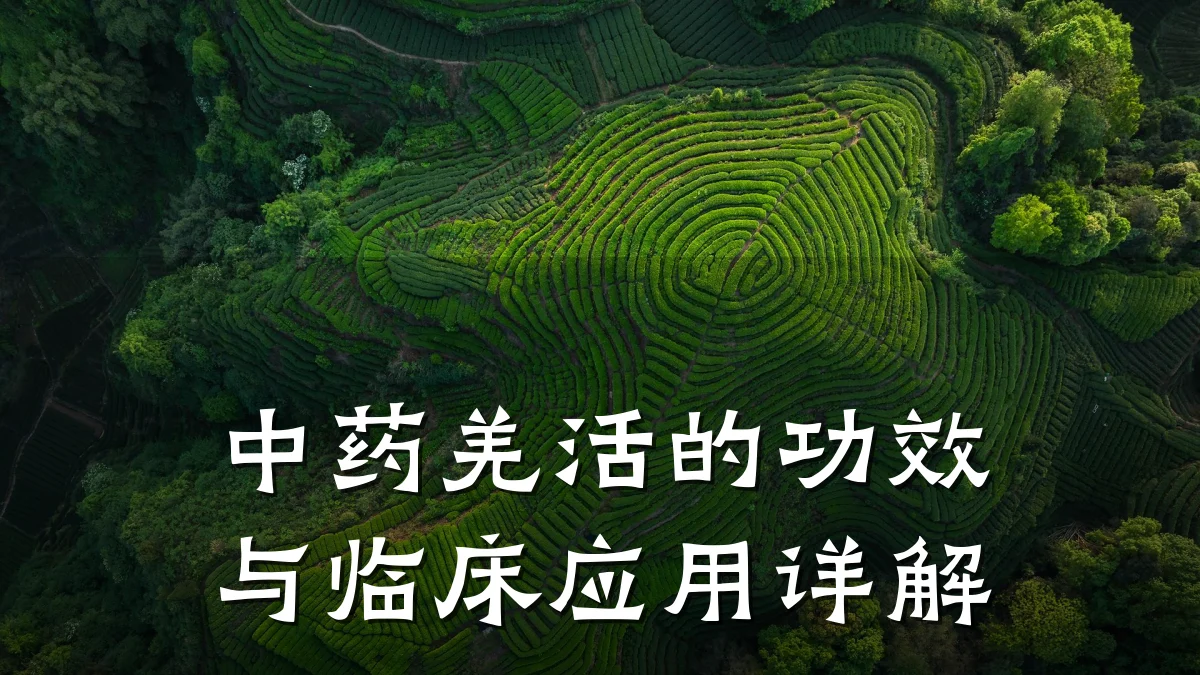 中药羌活的功效与临床应用详解