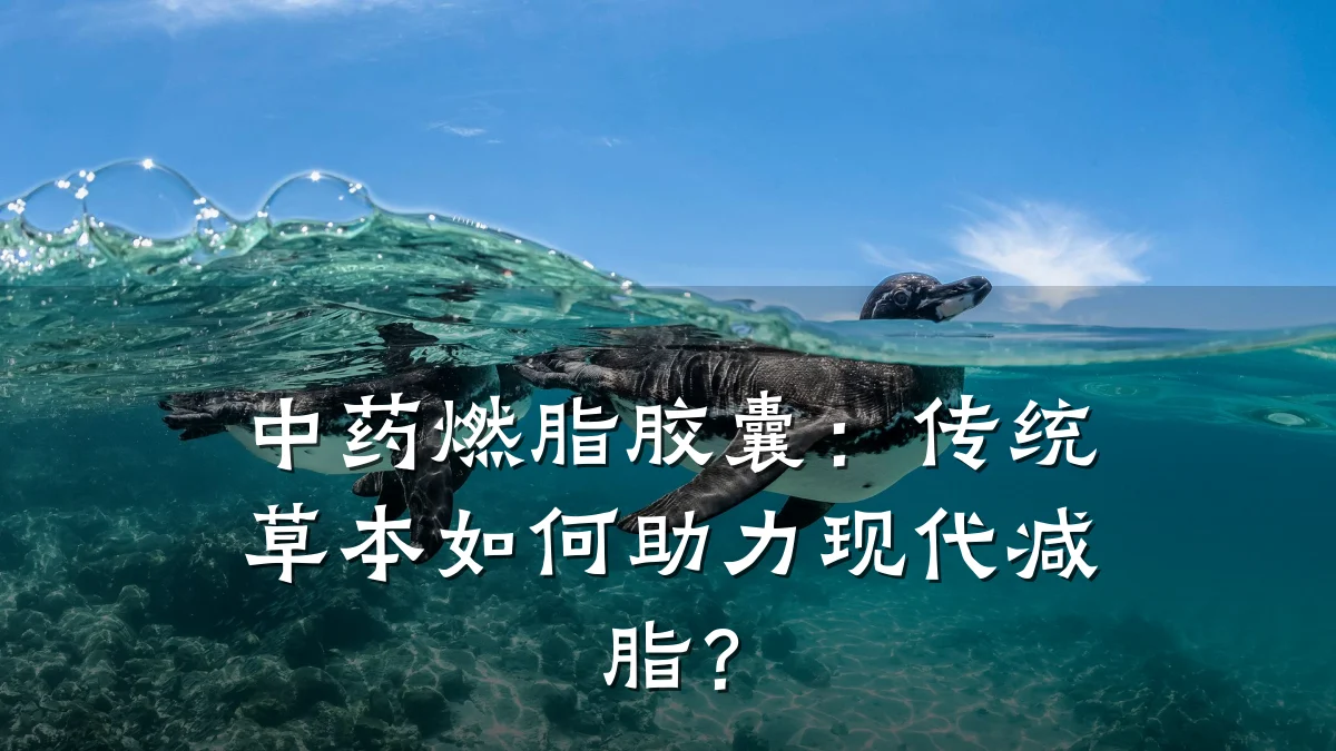 中药燃脂胶囊:传统草本如何助力现代减脂?