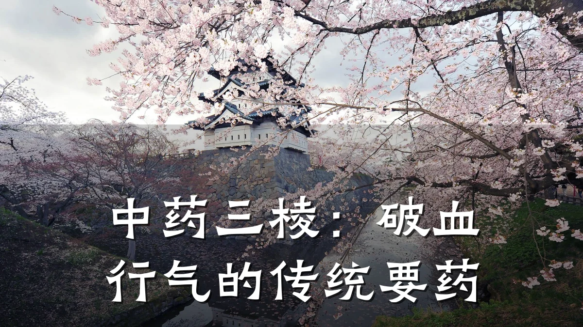 中药三棱:破血行气的传统要药