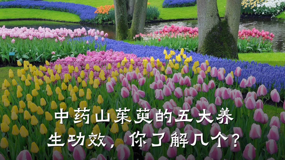 中药山茱萸的五大养生功效,你了解几个?